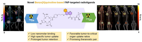 Development, preclinical evaluation and preliminary dosimetry profiling of SB03178, a first-of-its-kind benzo[h]quinoline-based fibroblast activation protein-α-targeted radiotheranostic for cancer imaging and therapy