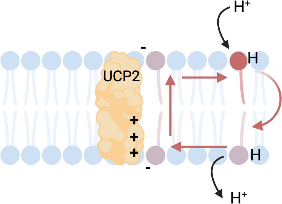 UCP2 and pancreatic cancer: conscious uncoupling for therapeutic effect