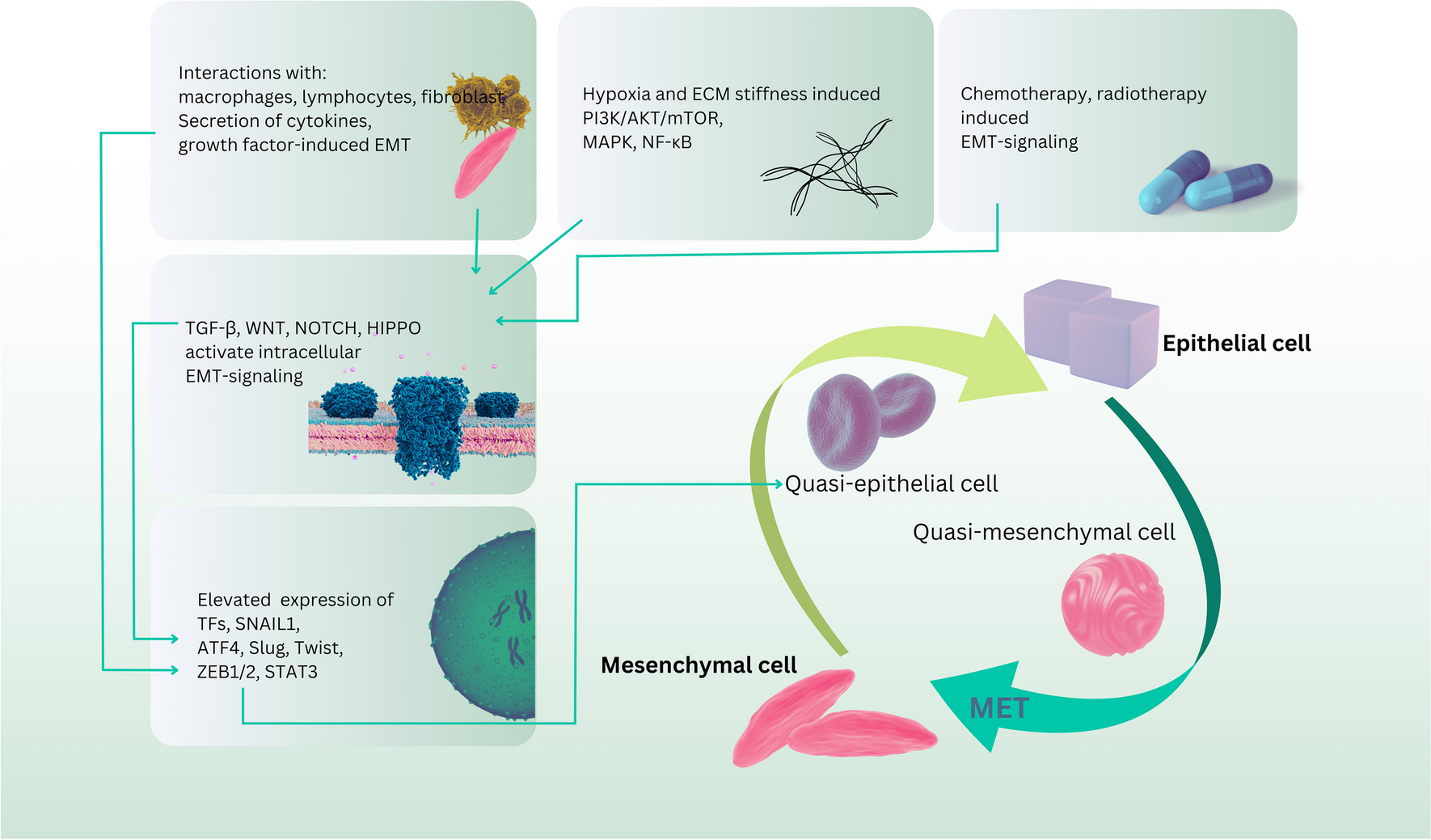 Targeting the key players of phenotypic plasticity in cancer cells by phytochemicals