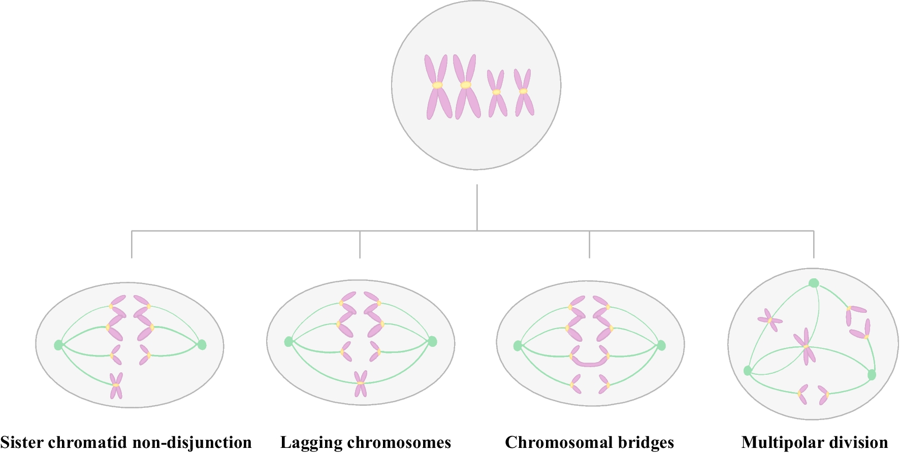 Mechanism of chromosomal mosaicism in preimplantation embryos and its effect on embryo development