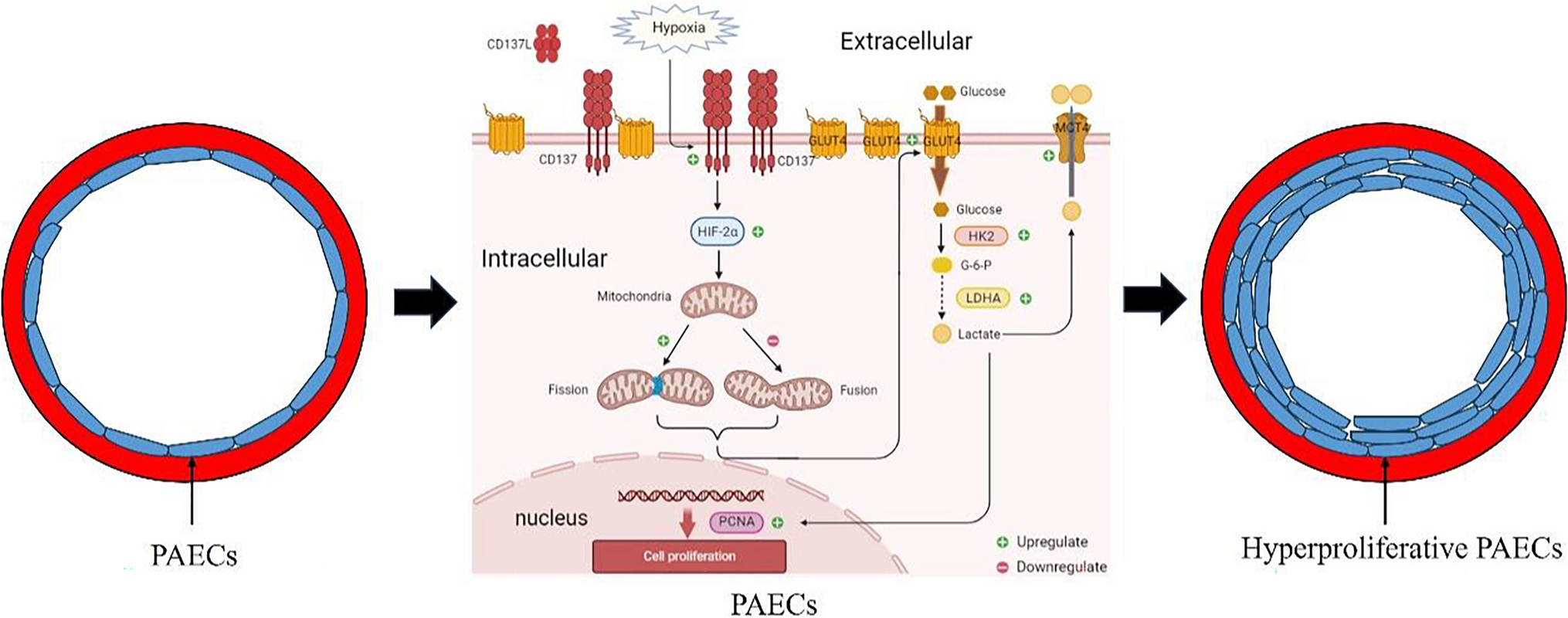 CD137 Signaling Mediates Pulmonary Artery Endothelial Cell Proliferation Under Hypoxia By Regulating Mitochondrial Dynamics