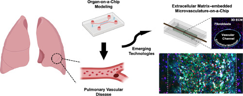 Advancements in preclinical human-relevant modeling of pulmonary vasculature on-chip
