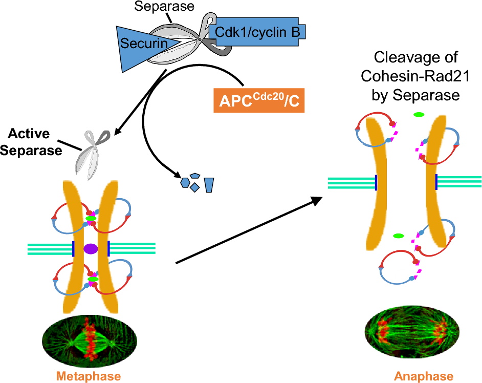 Role of chromosomal cohesion and separation in aneuploidy and tumorigenesis