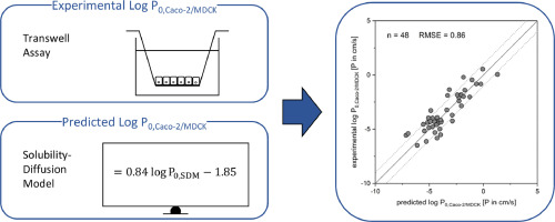 Predicting the intrinsic membrane permeability of Caco-2/MDCK cells by the solubility-diffusion model