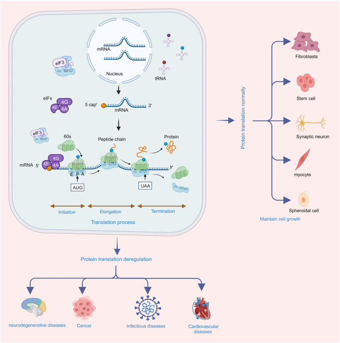 Protein translation: biological processes and therapeutic strategies for human diseases