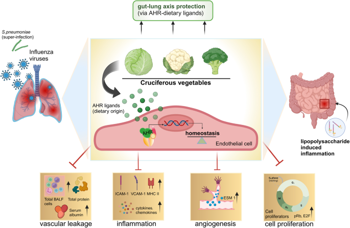 Feeding the vasculature with cruciferous vegetables: a secret for organ protection