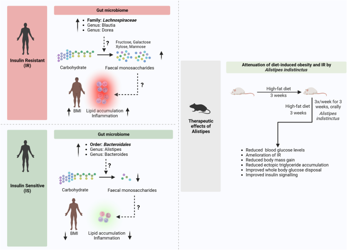 Gut microbiome regulates inflammation and insulin resistance: a novel therapeutic target to improve insulin sensitivity