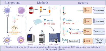 A peripheral blood mononuclear cell-based in vitro model: A tool to explore indoleamine 2, 3-dioxygenase-1 (IDO1)