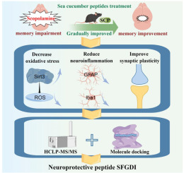 Regulation mechanisms of sea cucumber peptides against scopolamine-induced memory disorder and novel memory-improving peptides identification