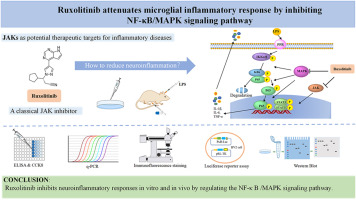 Ruxolitinib attenuates microglial inflammatory response by inhibiting NF-κB/MAPK signaling pathway