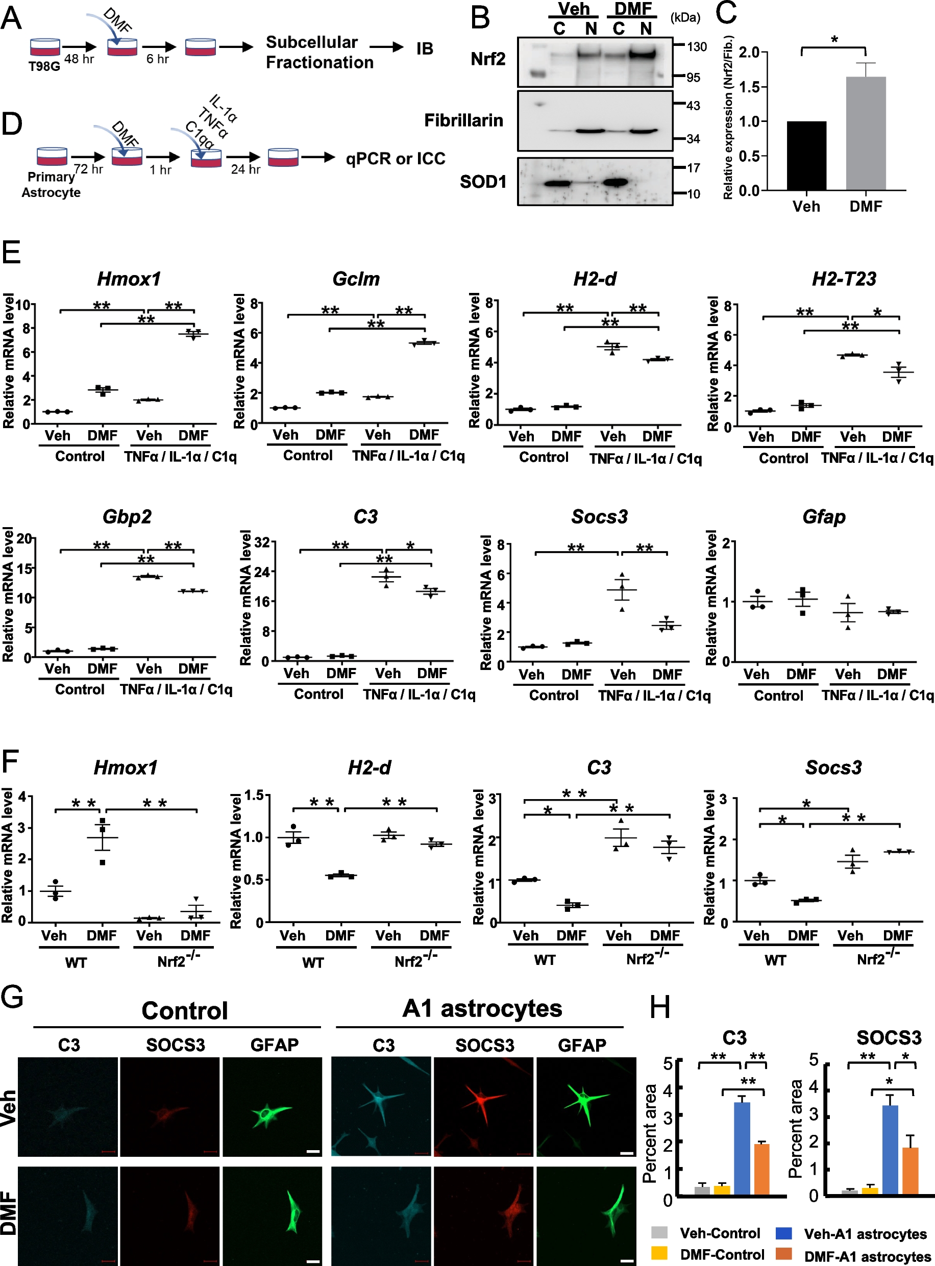 Dimethyl fumarate improves cognitive impairment and neuroinflammation in mice with Alzheimer’s disease