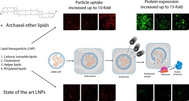 Archaeal ether lipids improve internalization and transfection with mRNA lipid nanoparticles