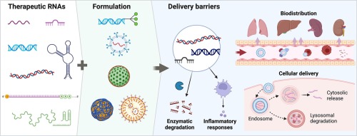 Recent trends in the delivery of RNA drugs: Beyond the liver, more than vaccine