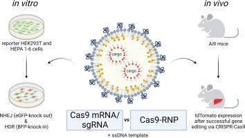 Comparative analysis of lipid Nanoparticle-Mediated delivery of CRISPR-Cas9 RNP versus mRNA/sgRNA for gene editing in vitro and in vivo