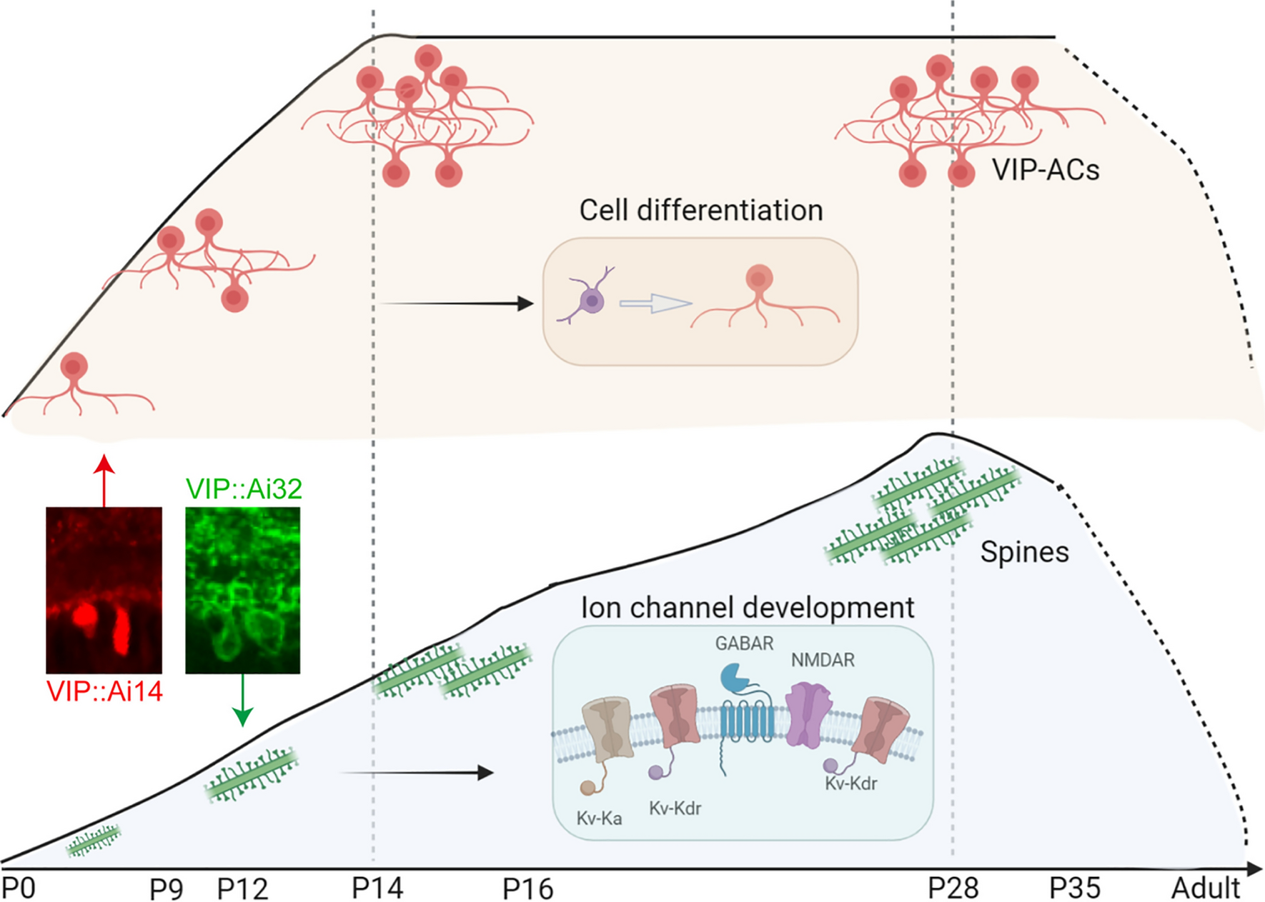 Characterization of Retinal VIP-Amacrine Cell Development During the Critical Period