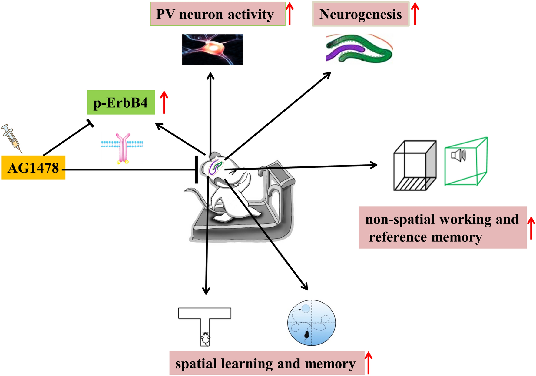 Treadmill Running Regulates Adult Neurogenesis, Spatial and Non-spatial Learning, Parvalbumin Neuron Activity by ErbB4 Signaling