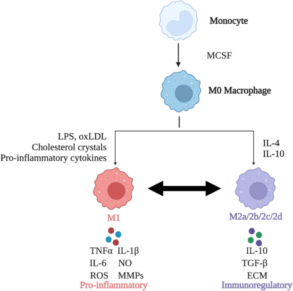 Roles of Macrophages and Their Interactions with Schwann Cells After Peripheral Nerve Injury