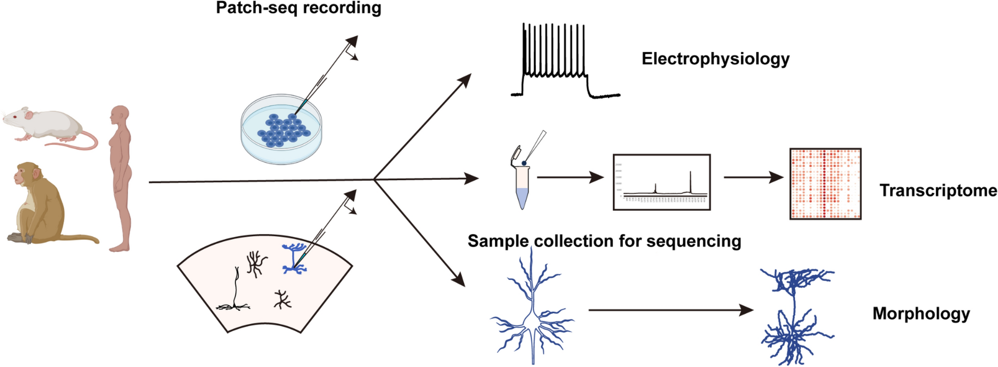 Patch-seq: Advances and Biological Applications