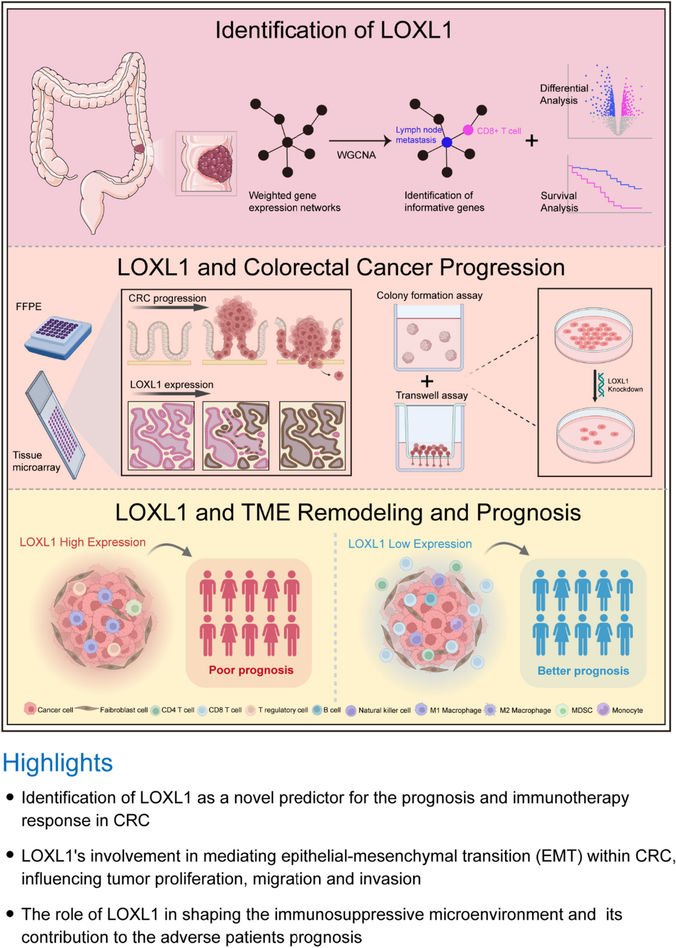 LOXL1 promotes tumor cell malignancy and restricts CD8 + T cell infiltration in colorectal cancer