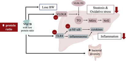 Very low-carbohydrate diet with higher protein ratio improves lipid metabolism and inflammation in rats with diet-induced nonalcoholic fatty liver disease