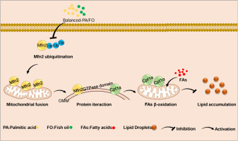Moderate replacement of fish oil with palmitic acid-stimulated mitochondrial fusion promotes β-oxidation by Mfn2 interacting with Cpt1α via its GTPase-domain