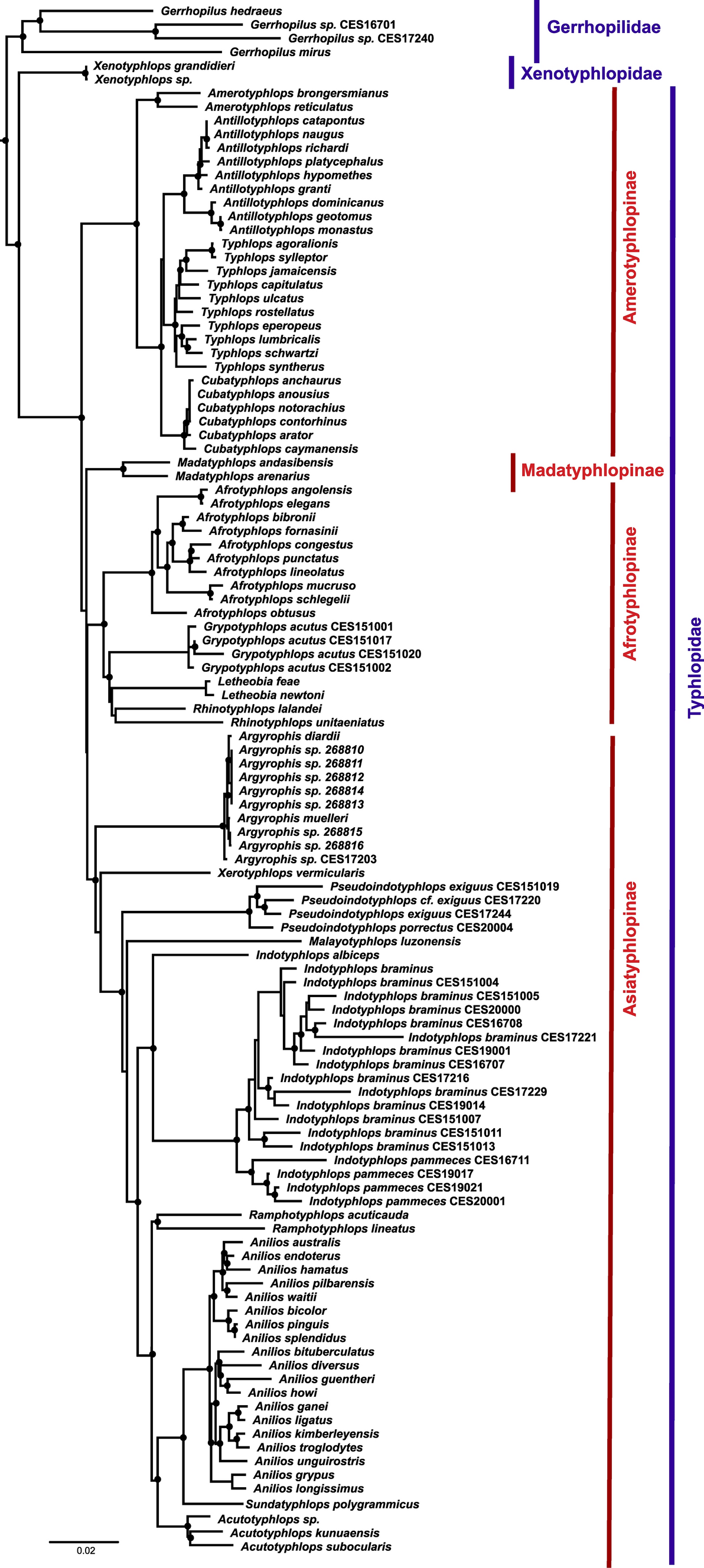 Molecular data reveals a new genus of blindsnakes within Asiatyphlopinae from India