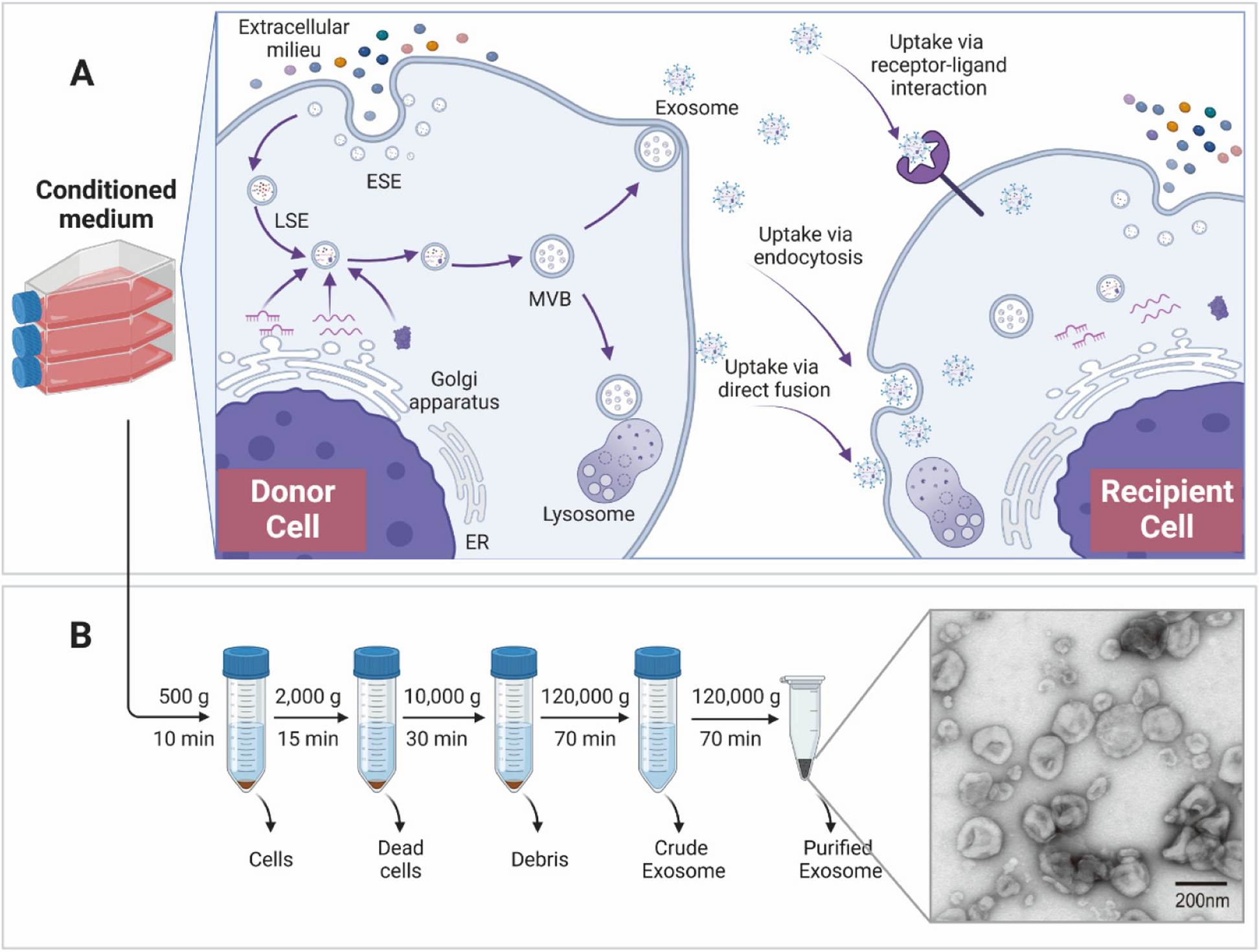 Exosomes derived from programmed cell death: mechanism and biological significance