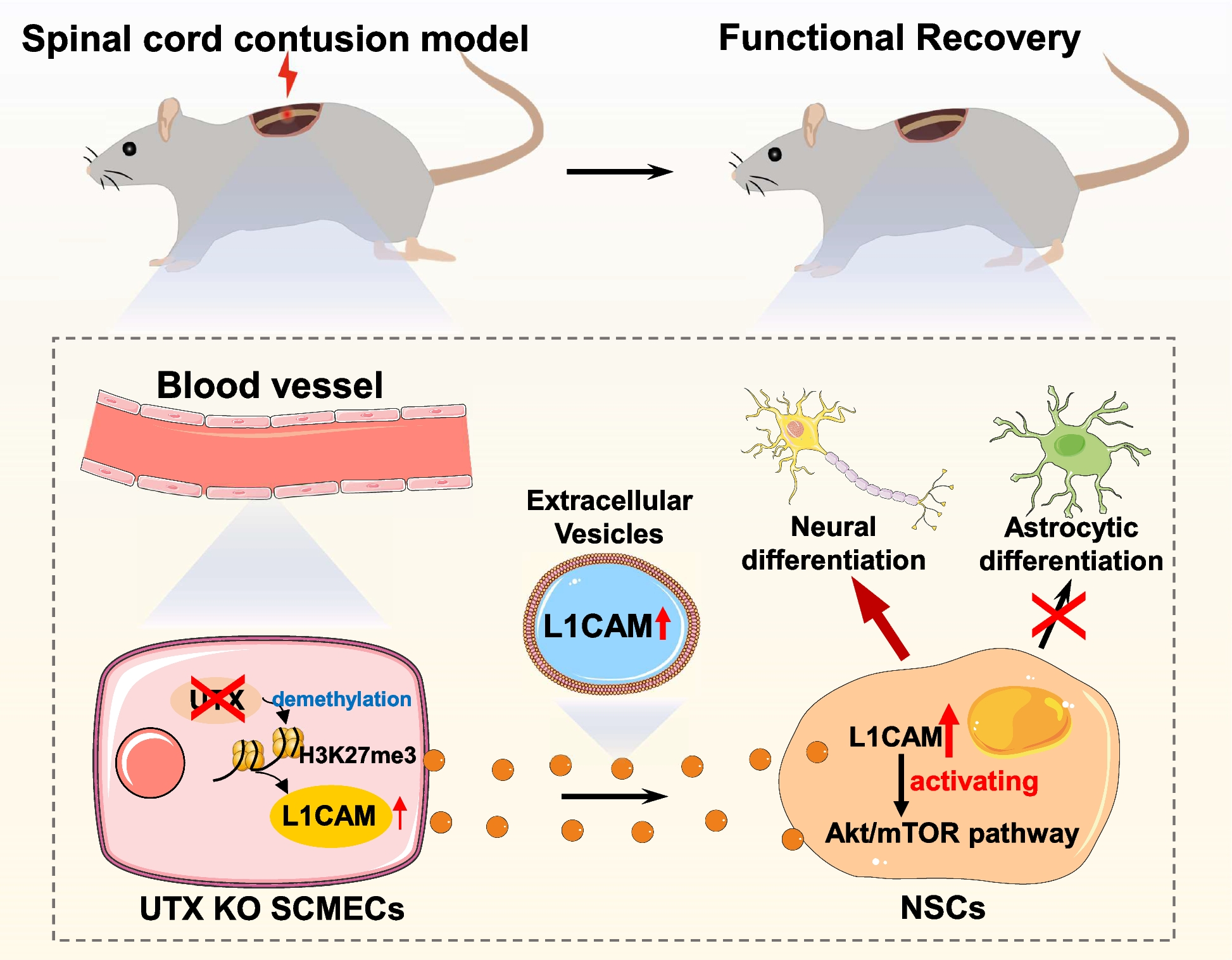 Extracellular vesicles from UTX-knockout endothelial cells boost neural stem cell differentiation in spinal cord injury