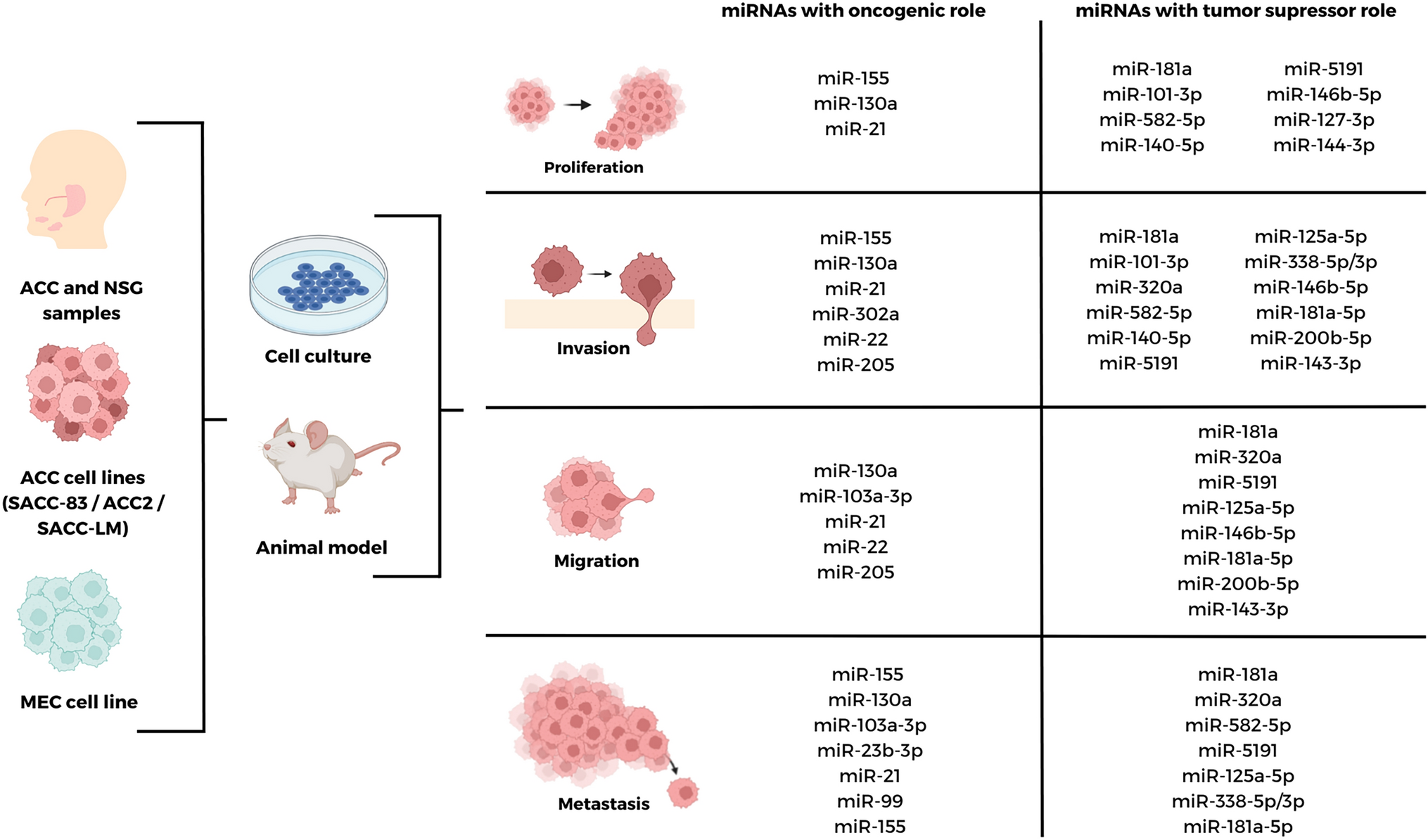 Dynamic Role of miRNAs in Salivary Gland Carcinomas: From Biomarkers to Therapeutic Targets