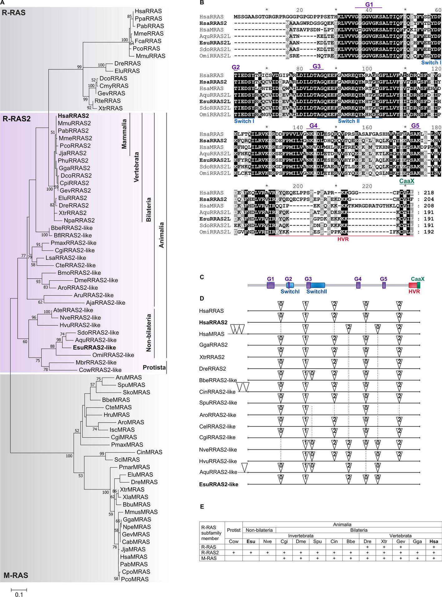 The ancestral type of the R-RAS protein has oncogenic potential