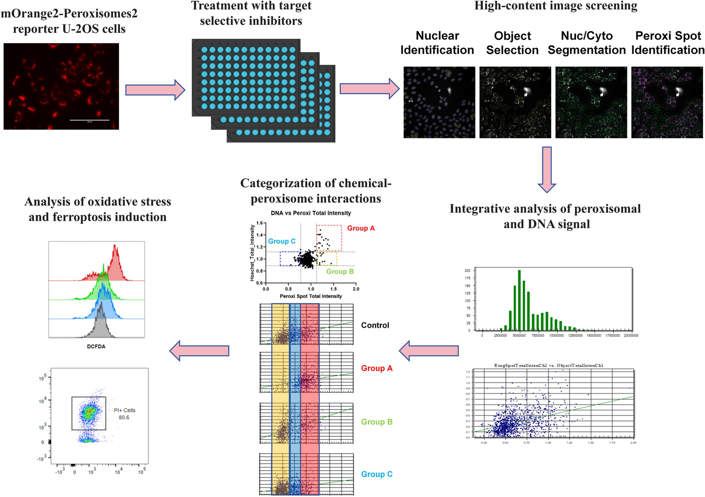 High-content image screening to identify chemical modulators for peroxisome and ferroptosis