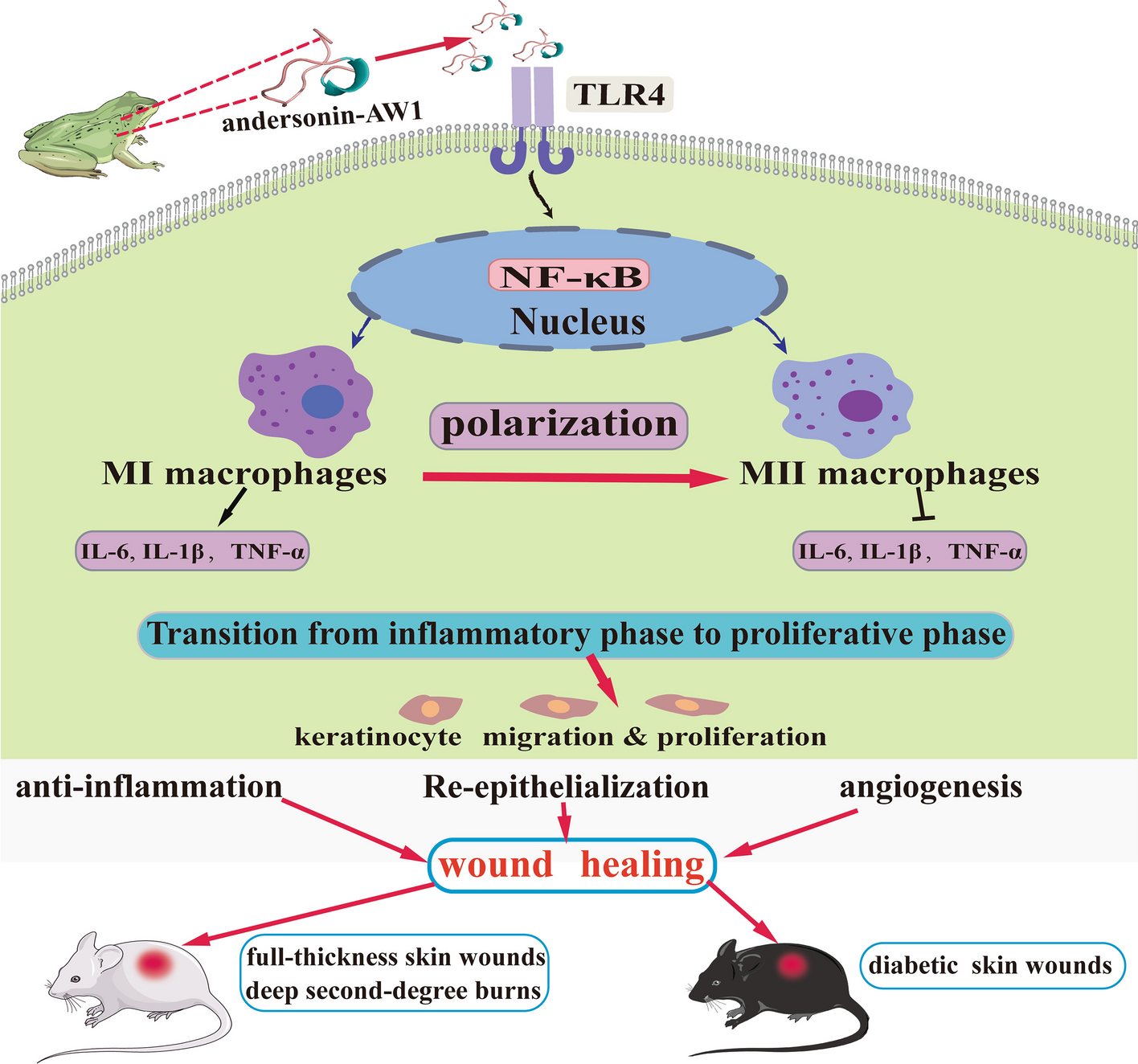 The direct binding of bioactive peptide Andersonin-W1 to TLR4 expedites the healing of diabetic skin wounds