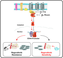 Inhibition of RhoGEF/RhoA alleviates regorafenib resistance and cancer stemness via Hippo signaling pathway in hepatocellular carcinoma