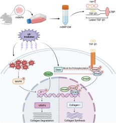 Skin-derived precursor conditioned medium alleviated photoaging via early activation of TGF-β/Smad signaling pathway by thrombospondin1: In vitro and in vivo studies