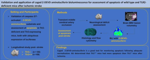 Validation and application of caged Z-DEVD-aminoluciferin bioluminescence for assessment of apoptosis of wild type and TLR2-deficient mice after ischemic stroke