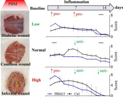 Biphasic photobiomodulation of inflammation in mouse models of common wounds, infected wounds, and diabetic wounds
