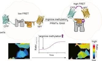 Genetically encoded fluorescent sensor to monitor intracellular arginine methylation