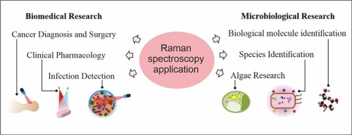 Spectral insights: Navigating the frontiers of biomedical and microbiological exploration with Raman spectroscopy