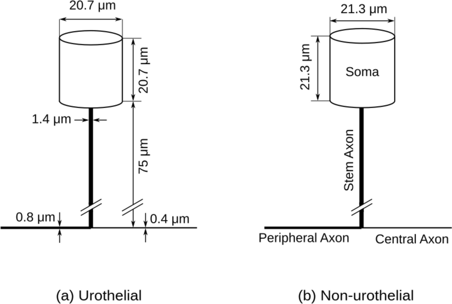 A biophysically comprehensive model of urothelial afferent neurons: implications for sensory signalling in urinary bladder