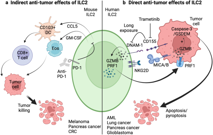 Cytolytic too: Granzyme B-expressing human ILC2s mediate tumor rejection