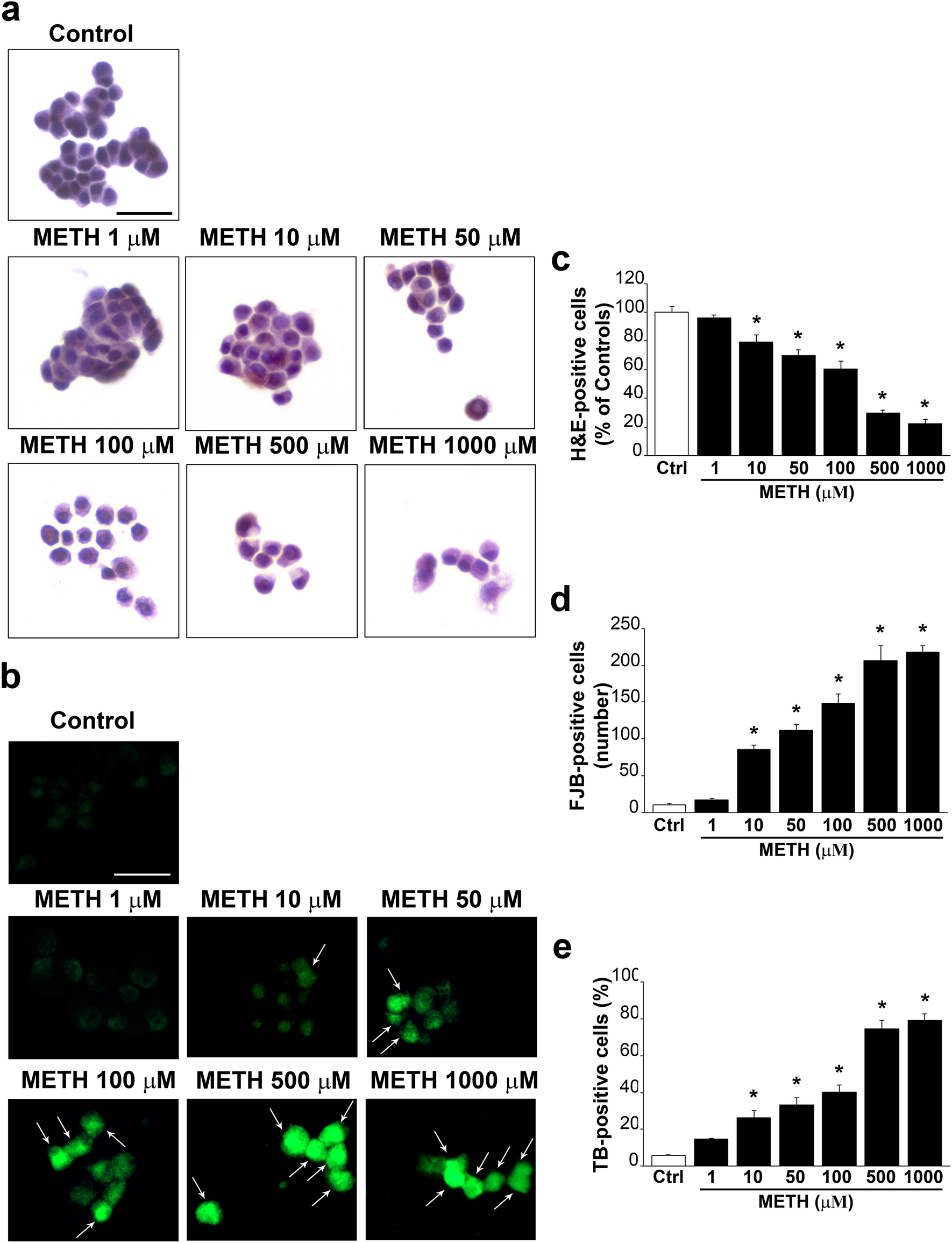 Combined light and electron microscopy (CLEM) to quantify methamphetamine-induced alpha-synuclein-related pathology