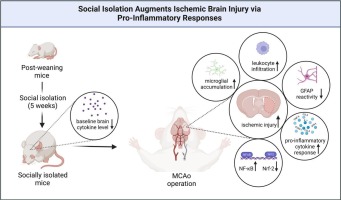 Social isolation initiated post-weaning augments ischemic brain injury by promoting pro-inflammatory responses