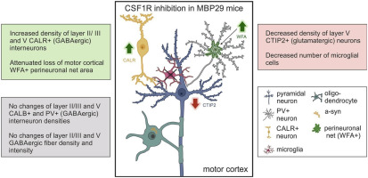 CSF1R-mediated myeloid cell depletion shifts the ratio of motor cortical excitatory to inhibitory neurons in a multiple system atrophy model