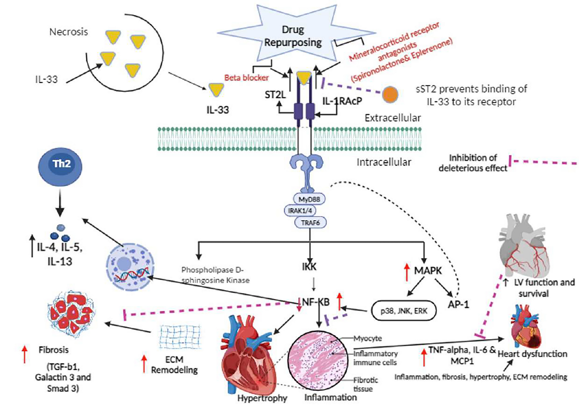 Repurposing of IL 33/ST2 Modulating Drugs as a Cardioprotective Agent: A Promising Approach