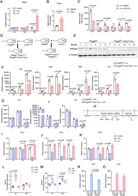 Targeting PHGDH reverses the immunosuppressive phenotype of tumor-associated macrophages through α-ketoglutarate and mTORC1 signaling