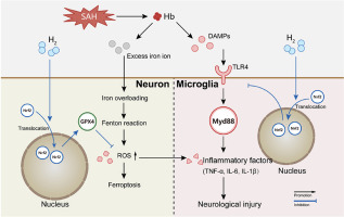 Hydrogen exerts neuroprotective effects after subarachnoid hemorrhage by attenuating neuronal ferroptosis and inhibiting neuroinflammation