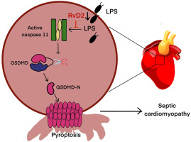 Cardiac Resolvin D2 ameliorates sepsis-induced cardiomyopathy via inhibiting Caspase-11/GSDMD dependent pyroptosis