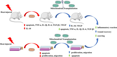 Therapeutic effect of mitochondrial transplantation on burn injury