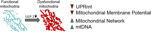 ULP-2 SUMO protease regulates UPRmt and mitochondrial homeostasis in Caenorhabditis elegans