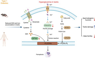 Roles of ferroptosis in type 1 diabetes induced spermatogenic dysfunction